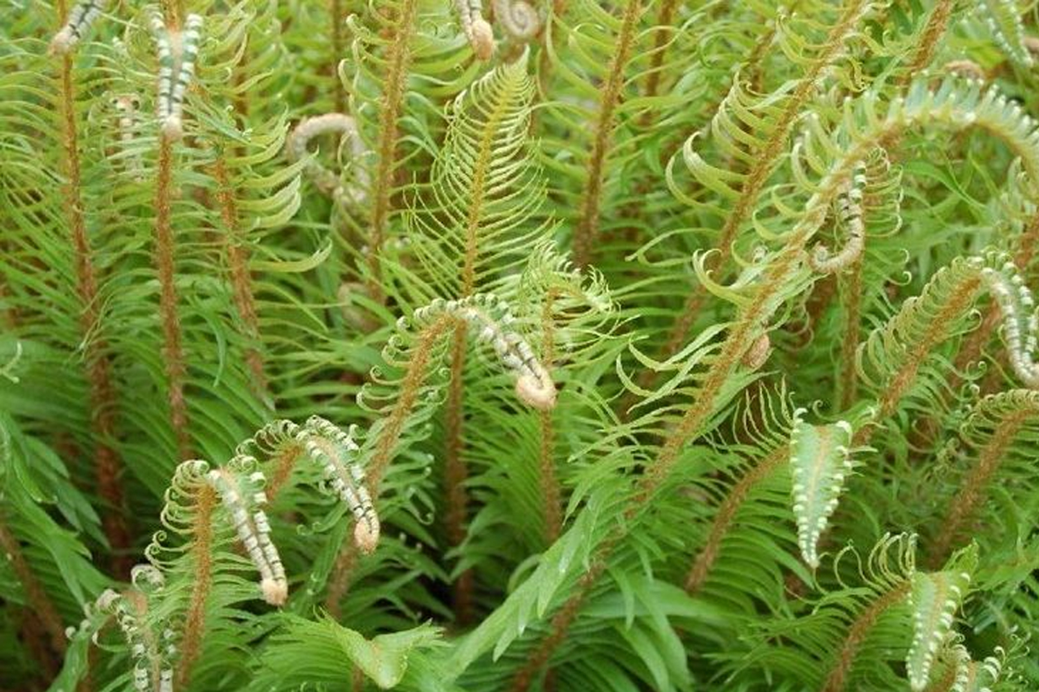 Polystichum acrostichoides- Christmas Fern Suffolk Hydroseeding.com 